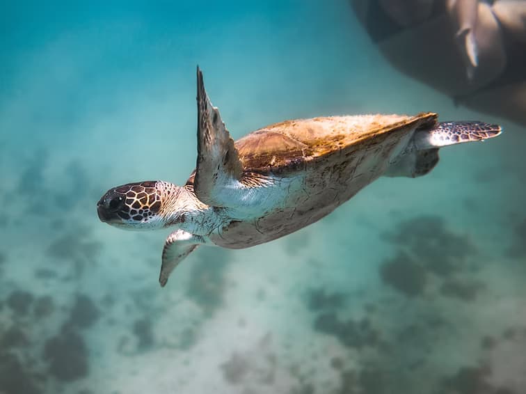 Conserve and sustainably use the oceans, seas and marine resources for sustainable development
