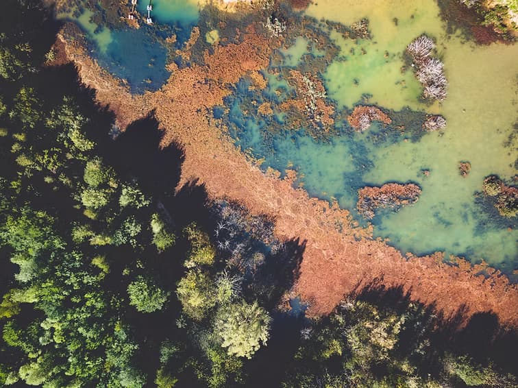 Protect, restore and promote sustainable use of terrestrial ecosystems, sustainably manage forests, combat desertification, and halt and reverse land degradation and halt biodiversity loss